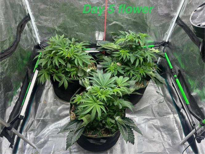 Point break/ banana skies. Week 7