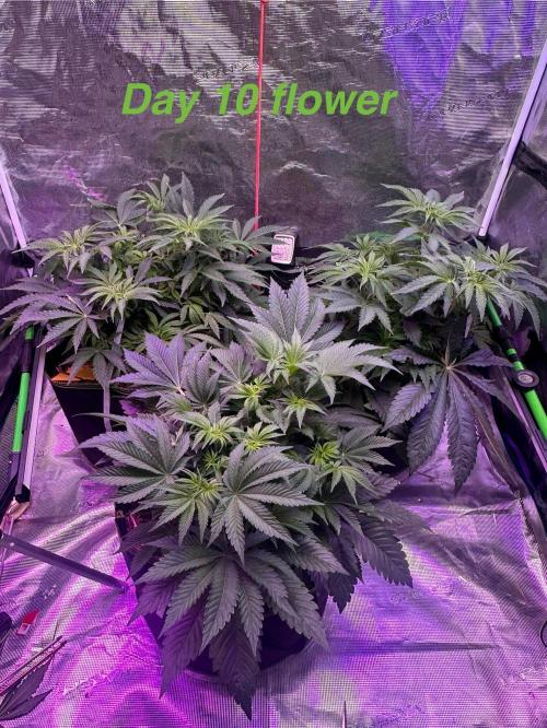 Point break/ banana skies. Week 7