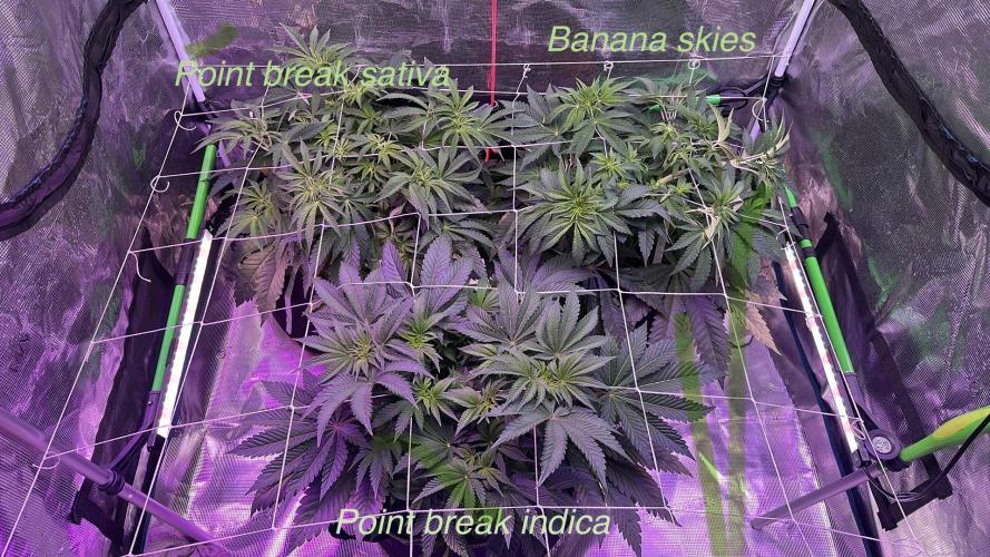 Point break/ banana skies. Week 7