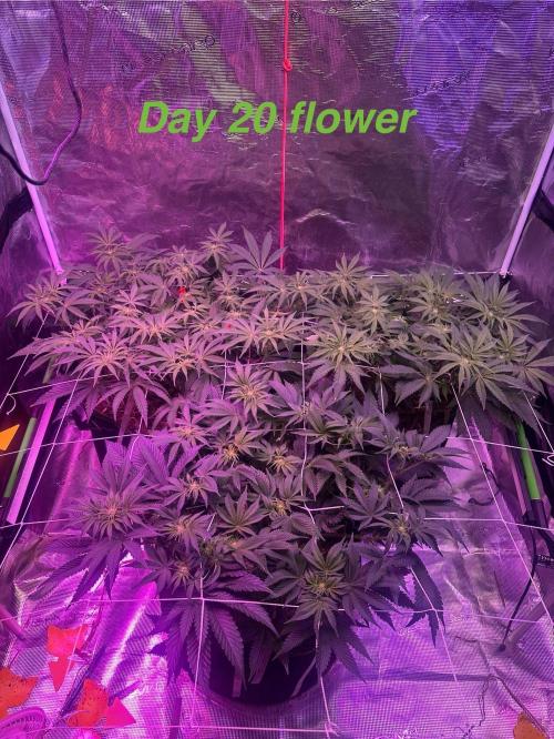 Point break/ banana skies. Week 7
