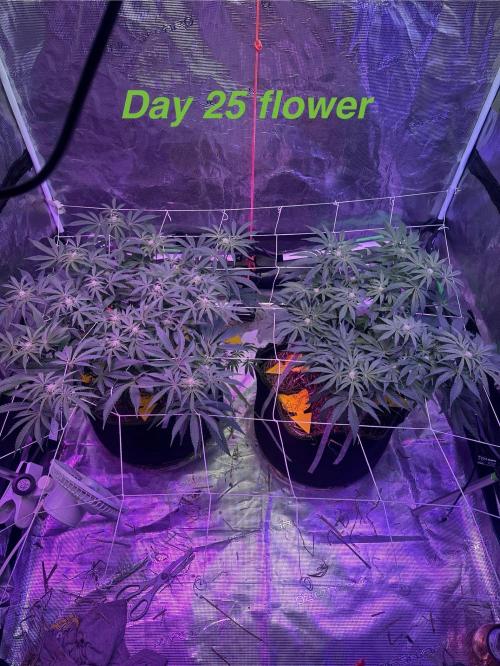 Point break/ banana skies. Week 7