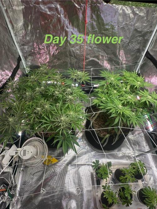 Point break/ banana skies. Week 7