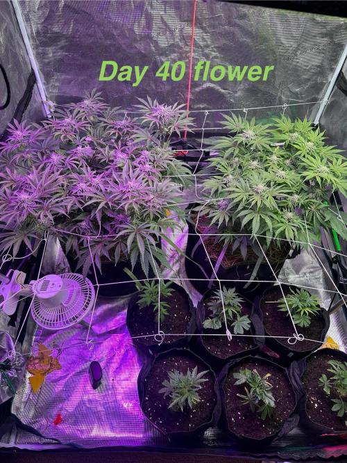 Point break/ banana skies. Week 7
