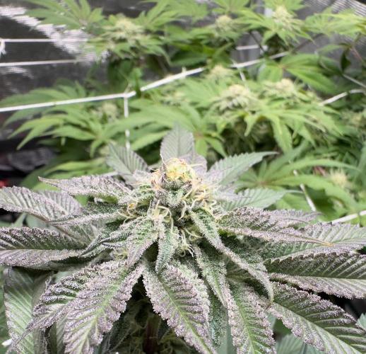 Point break/ banana skies. Week 7