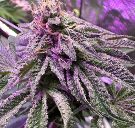 Point break/ banana skies. Week 7