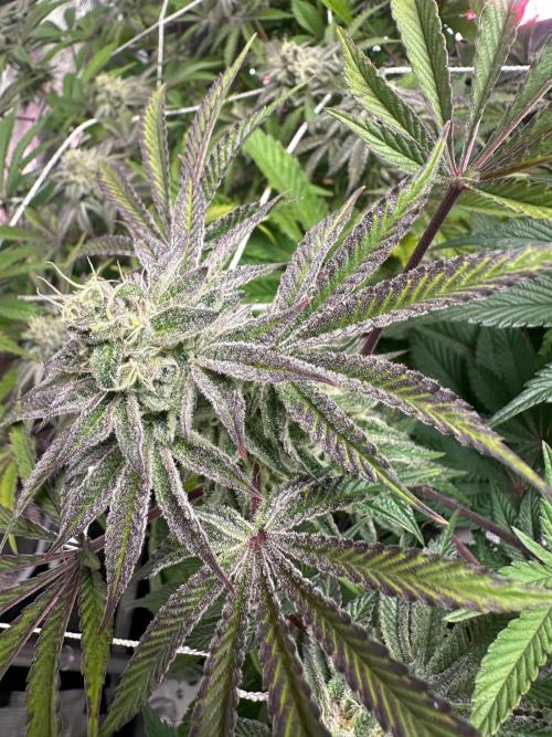 Point break/ banana skies. Week 7