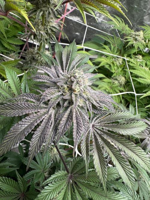 Point break/ banana skies. Week 7