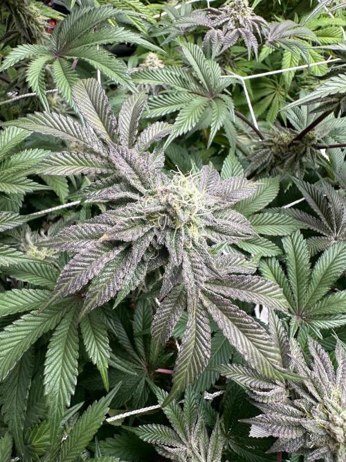 Point break/ banana skies. Week 7