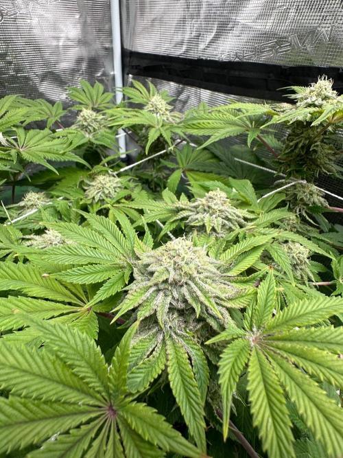 Point break/ banana skies. Week 7