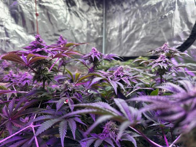 Point break/ banana skies. Week 7
