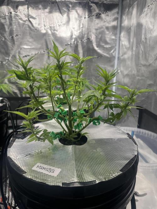 Mi primer cultivo. Week 5