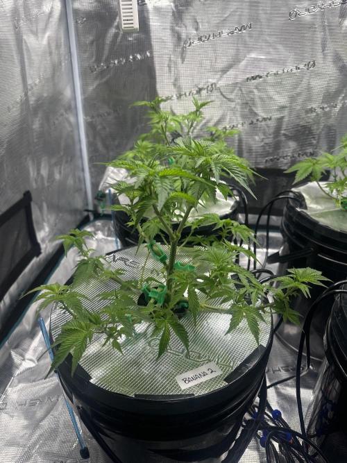 Mi primer cultivo. Week 5