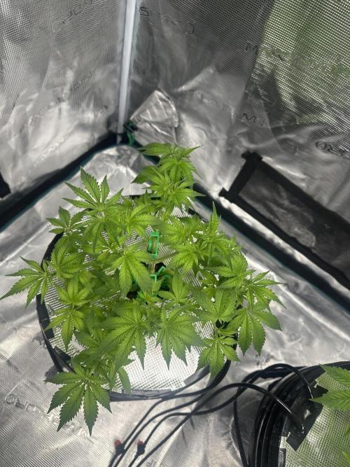 Mi primer cultivo. Week 5