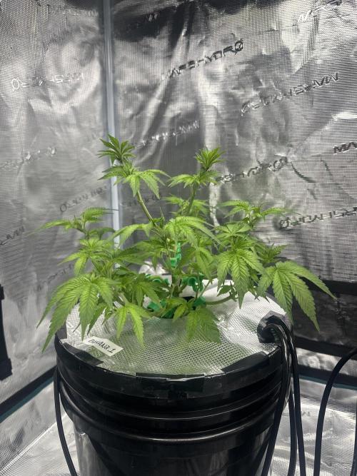 Mi primer cultivo. Week 5