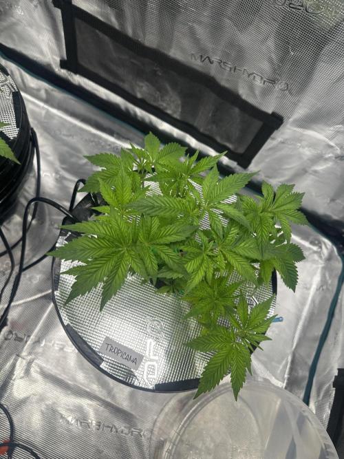 Mi primer cultivo. Week 5