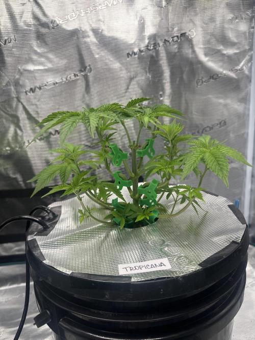 Mi primer cultivo. Week 5