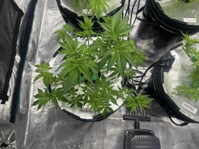 Mi primer cultivo. Week 5