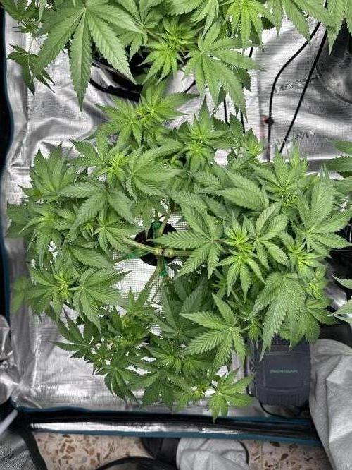 Mi primer cultivo. Week 2 - Banana Runtz F1 #2