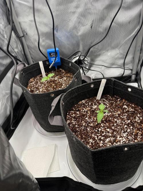 Pluto Banana Cookies Auto. Week 1