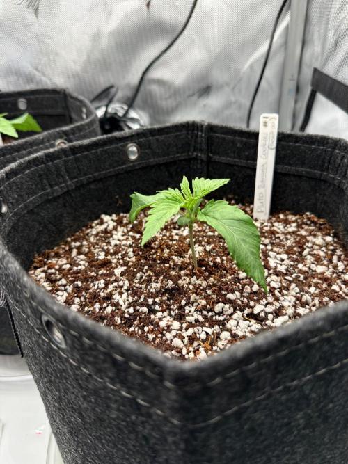 Pluto Banana Cookies Auto. Week 1