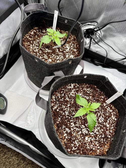 Pluto Banana Cookies Auto. Week 1