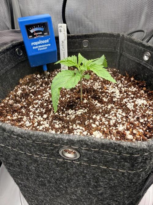 Pluto Banana Cookies Auto. Week 1
