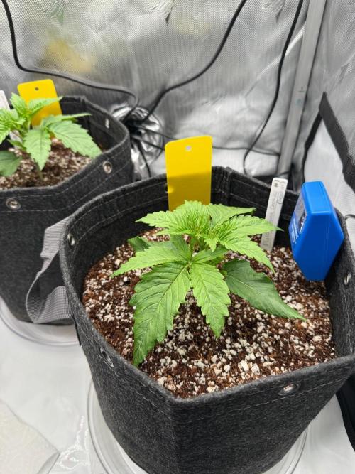 Pluto Banana Cookies Auto. Week 2