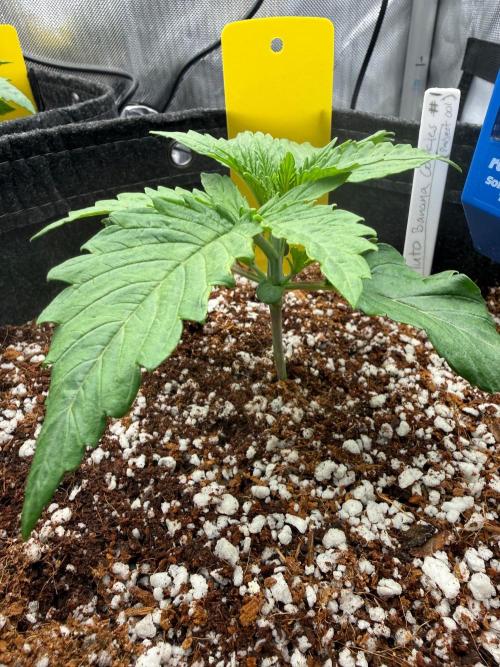Pluto Banana Cookies Auto. Week 2