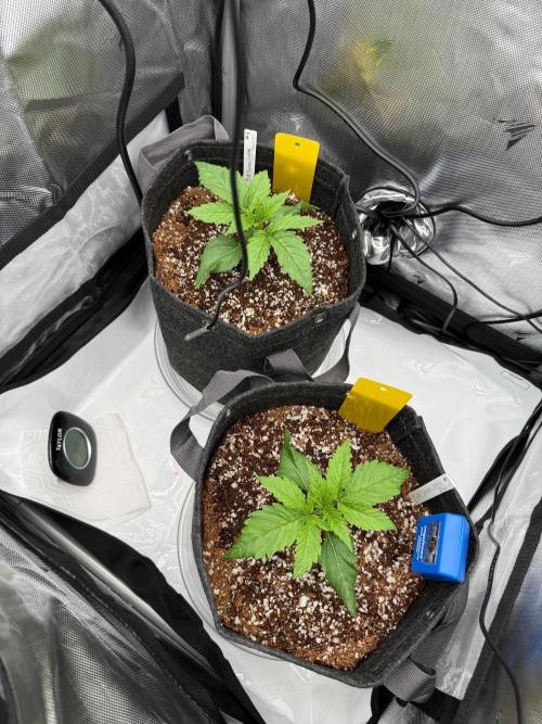 Pluto Banana Cookies Auto. Week 2