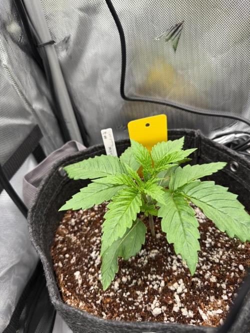 Pluto Banana Cookies Auto. Week 2