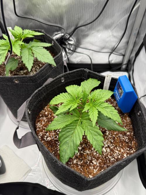 Pluto Banana Cookies Auto. Week 2