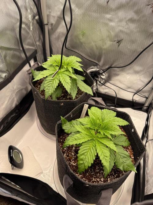 Pluto Banana Cookies Auto. Week 2