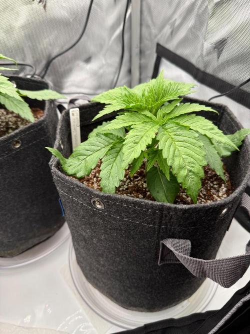 Pluto Banana Cookies Auto. Week 2