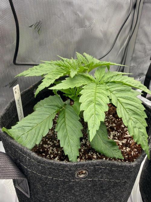 Pluto Banana Cookies Auto. Week 2