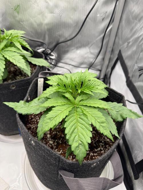 Pluto Banana Cookies Auto. Week 2