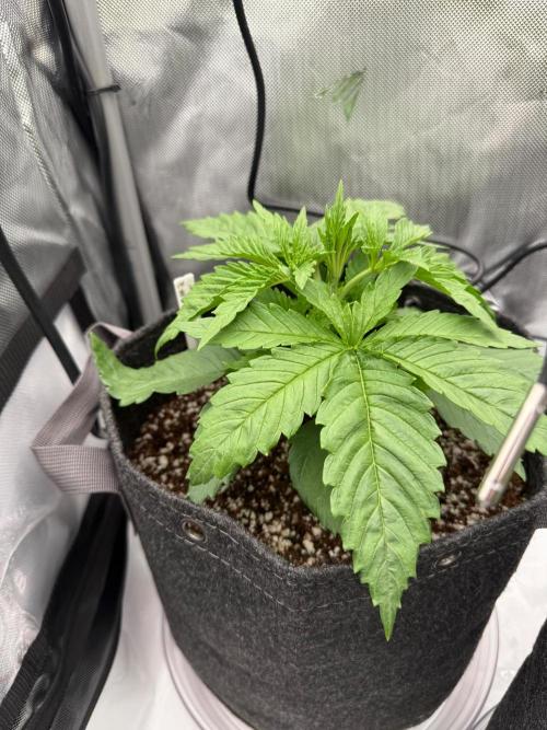 Pluto Banana Cookies Auto. Week 2