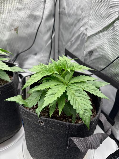 Pluto Banana Cookies Auto. Week 2