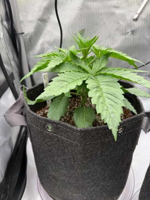 Pluto Banana Cookies Auto. Week 2