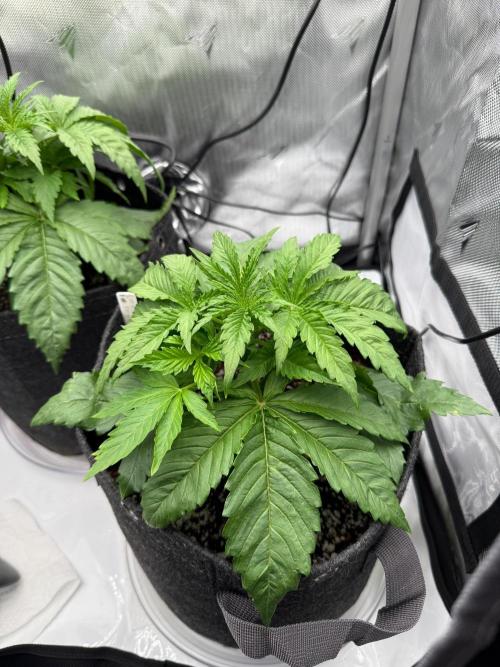 Pluto Banana Cookies Auto. Week 2