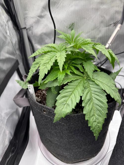 Pluto Banana Cookies Auto. Week 2