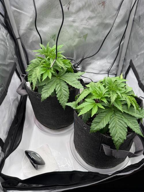 Pluto Banana Cookies Auto. Week 2