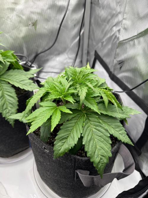 Pluto Banana Cookies Auto. Week 2