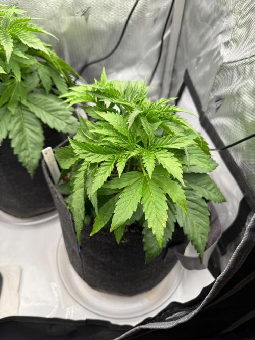 Pluto Banana Cookies Auto. Week 3 - Beautiful growth. Considering defoliating lower leaves.. 