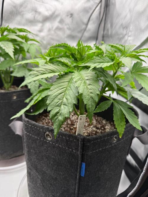Pluto Banana Cookies Auto. Week 3