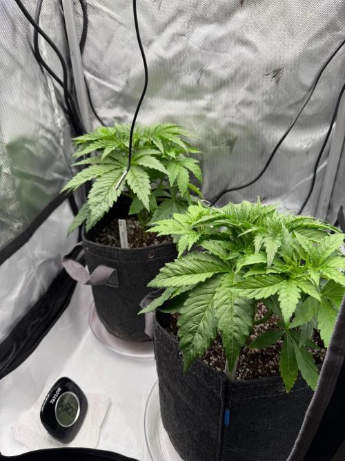 Pluto Banana Cookies Auto. Week 3 - Cut the bottom “true leaves” and first node off of each plant to open up airflow