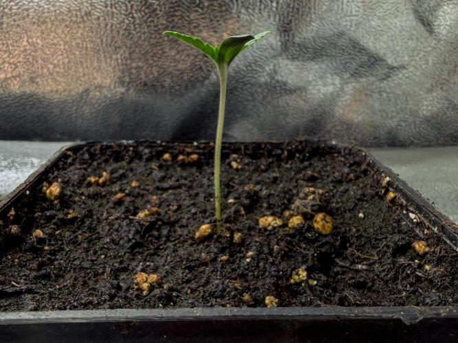 Montagnier Papayaton - Fastbuds. Week 0