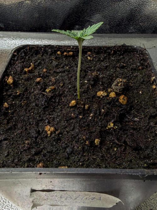 Montagnier Papayaton - Fastbuds. Week 0