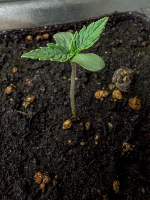 Montagnier Papayaton - Fastbuds. Week 0