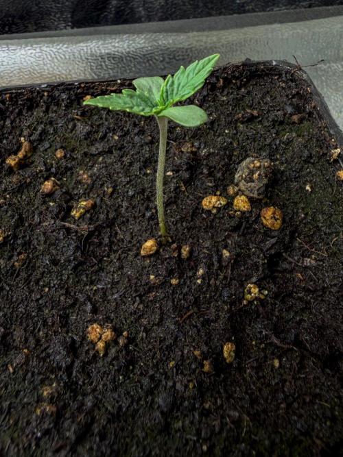 Montagnier Papayaton - Fastbuds. Week 0