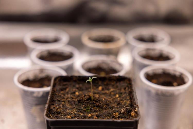 Montagnier Papayaton - Fastbuds. Week 0
